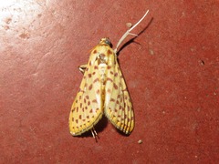 Polygrammodes eleuata