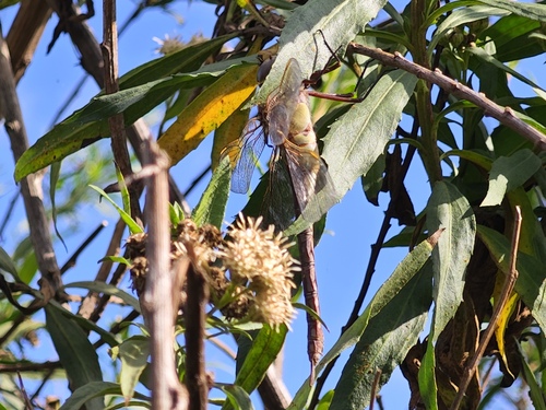 iNaturalist observation photo of Common Green Darner