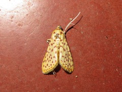 Polygrammodes eleuata