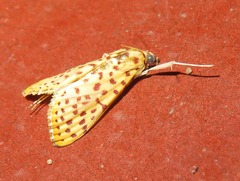 Polygrammodes eleuata