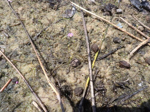 Northeastern Bladderwort (Utricularia resupinata)