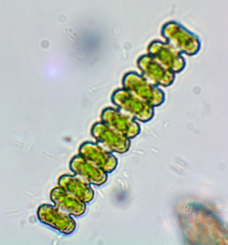 Teilingia