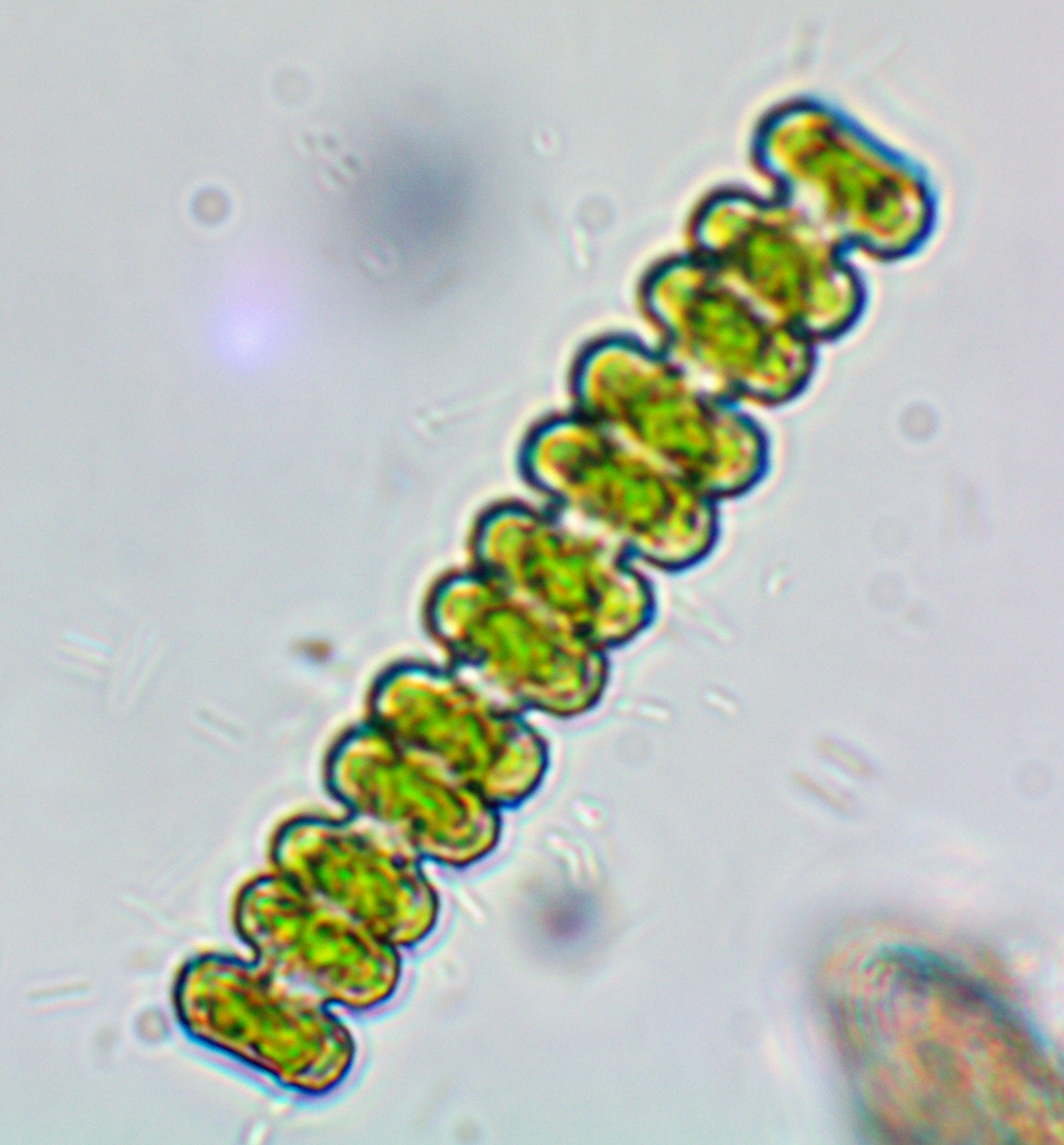 Teilingia