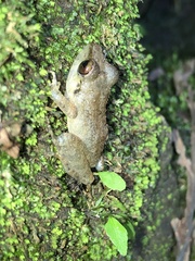 Pristimantis malkini