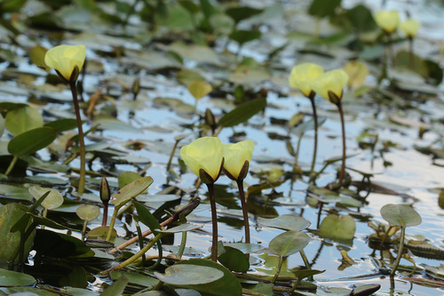 Hydrocleys nymphoides, photograph 6