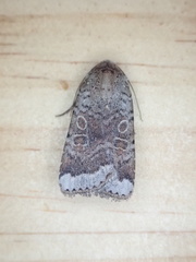Abagrotis scopeops