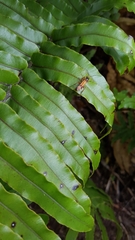 Sphictostethus fugax