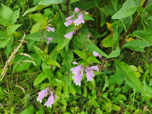 Long-sepal Beardtongue (Penstemon calycosus)