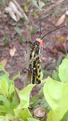 Zoniopoda tarsata