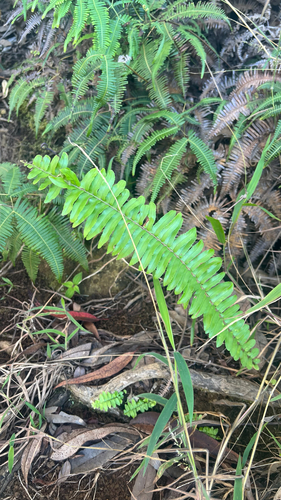 Nephrolepis brownii observed 2026-02-02