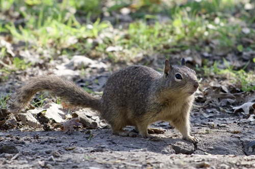 iNaturalist observation photo of California Ground Squirrel
