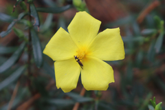 Cistus calycinus