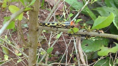 Zoniopoda tarsata