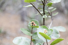 Rhus standleyi