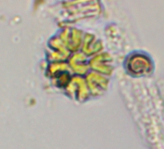 Hydrodictyaceae