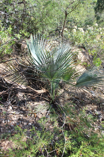 Brahea decumbens