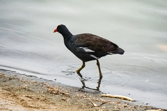 Gallinula galeata
