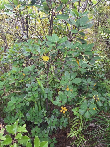 Haekaro (Pittosporum umbellatum)