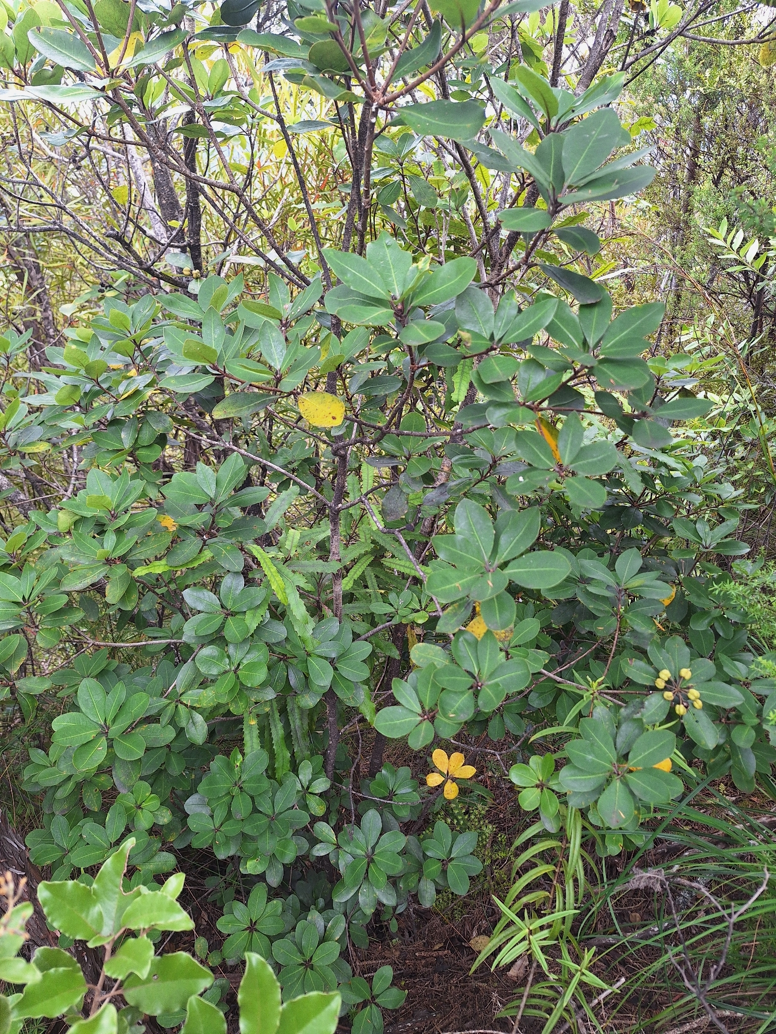 Haekaro (Pittosporum umbellatum)