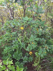 Haekaro (Pittosporum umbellatum)