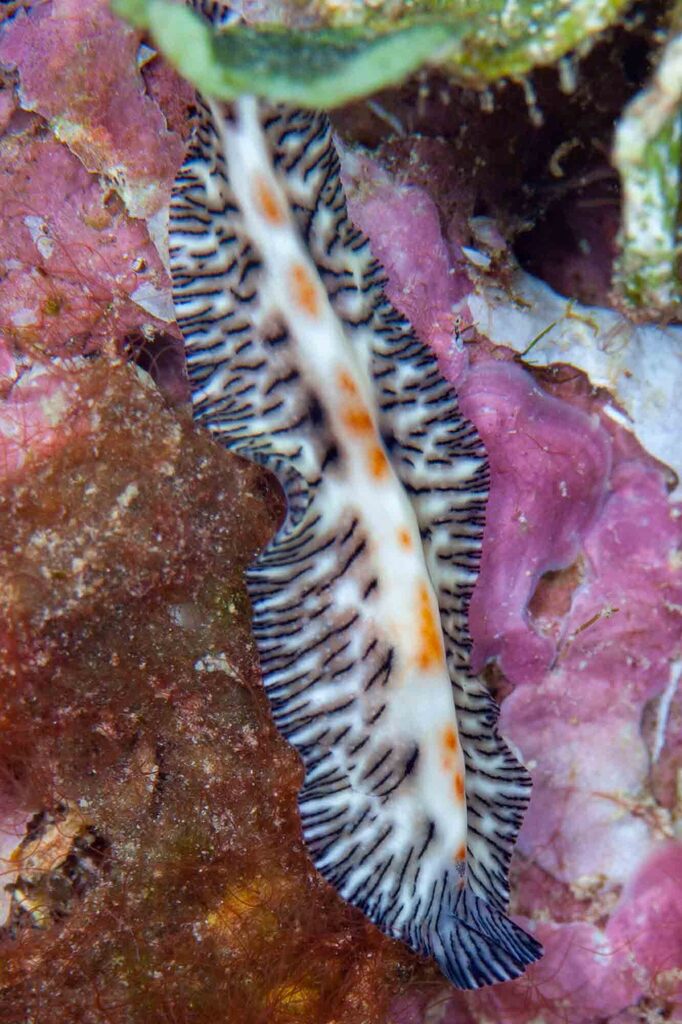 Maritigrella eschara