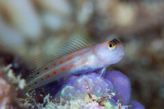 Vanuatu Combtooth Blenny photo 3
