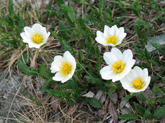 Dryas oxyodonta