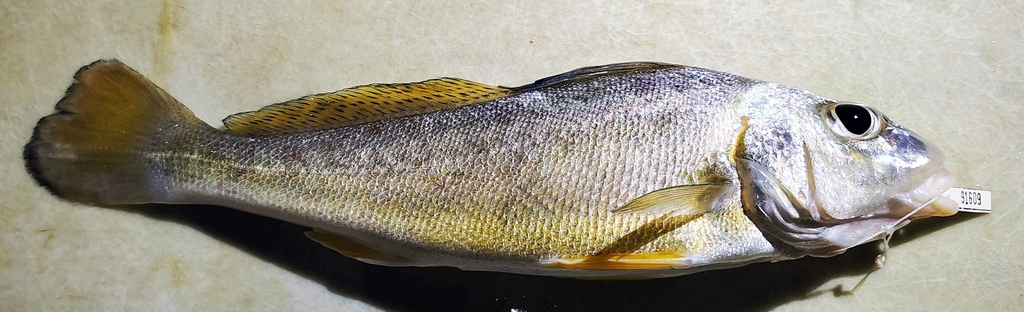 Guyanan croaker (Pachypops fourcroi) — Sciaenidae