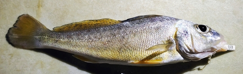 Guyaanse zoetwatertrommelvis (Pachypops fourcroi) — Sciaenidae