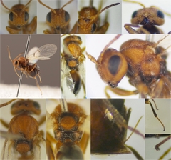 Callirhytis rufescens