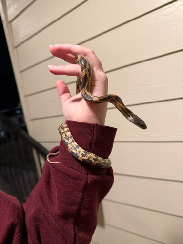 Western Ratsnake