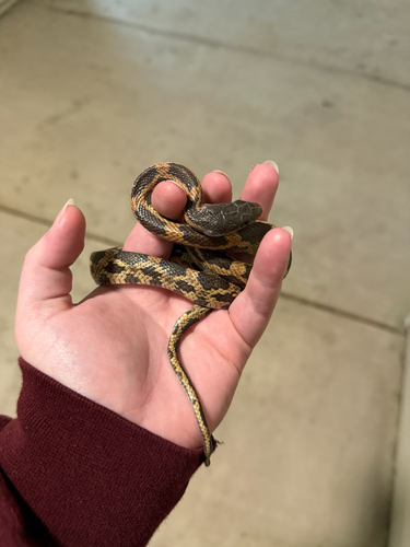 Western Ratsnake