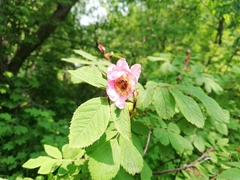 Rosa amblyotis