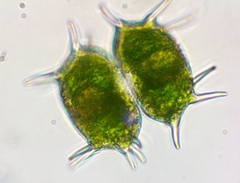 Xanthidium antilopaeum