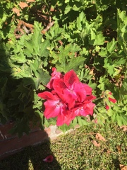 Pelargonium