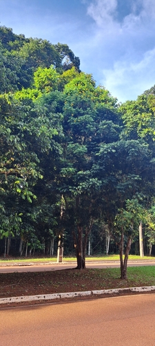 Cenostigma tocantinum, photograph 5