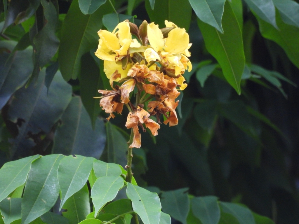 Cenostigma tocantinum; photograph (c) Marcio Santos Ferreira, some rights reserved (CC BY)