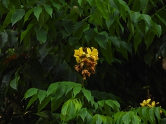 Cenostigma tocantinum, photograph (c) Marcio Santos Ferreira, some rights reserved (CC BY)