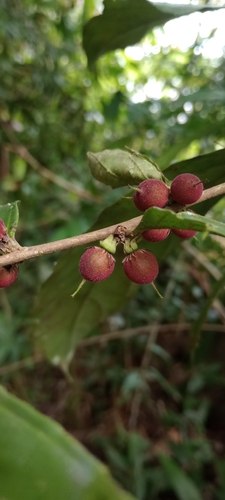 Piparea multiflora observed 2026-02-02