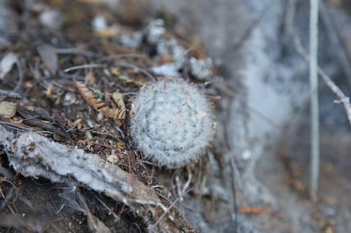 Mammillaria plumosa