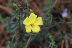 Cistus calycinus