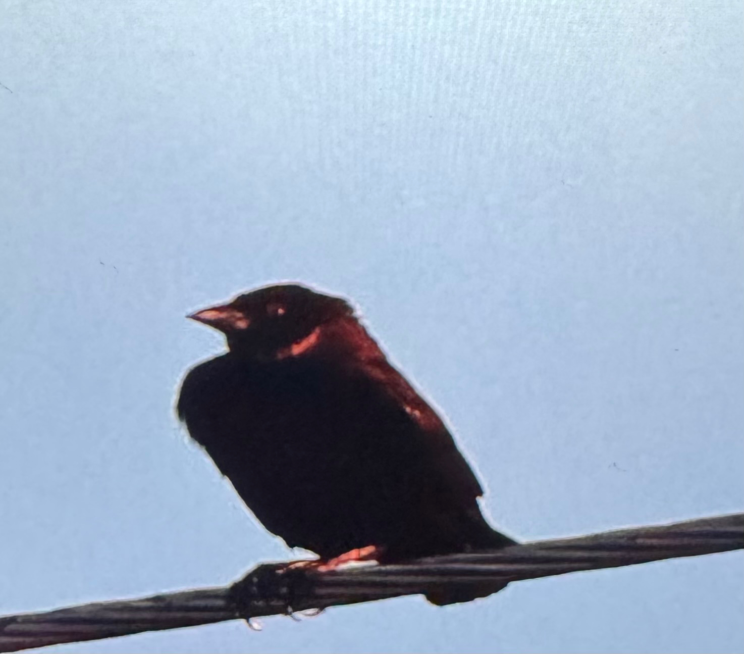 Bronzed Cowbird (Molothrus aeneus), photo 7