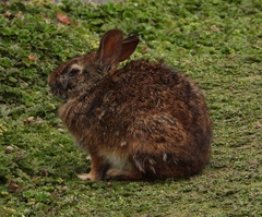 Sylvilagus andinus