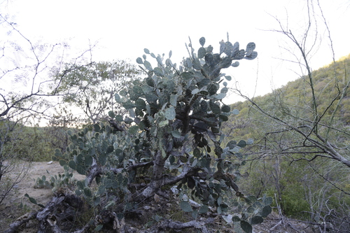 Texas blue pricklypear (Opuntia cacanapa)
