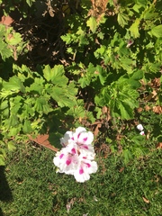Pelargonium