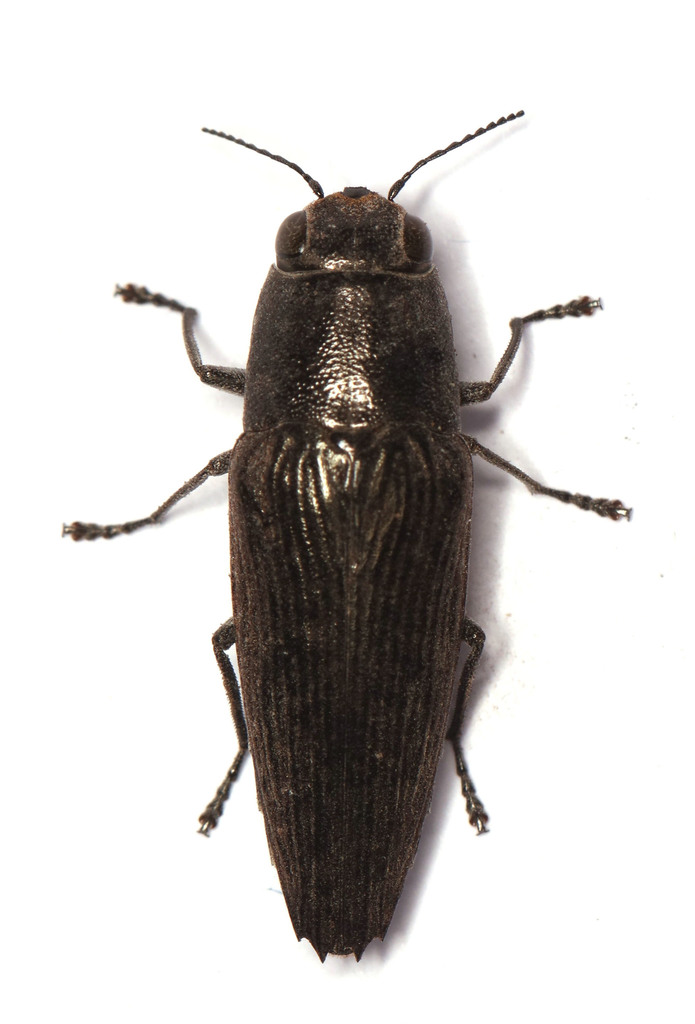 Sphenoptera