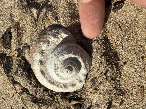 Lunella torquata