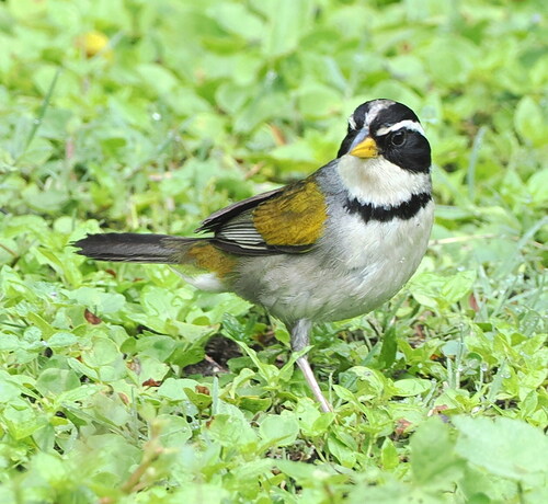 Moss-backed Sparrow (Arremon dorbignii)