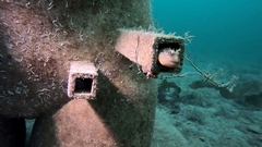 Artedius harringtoni