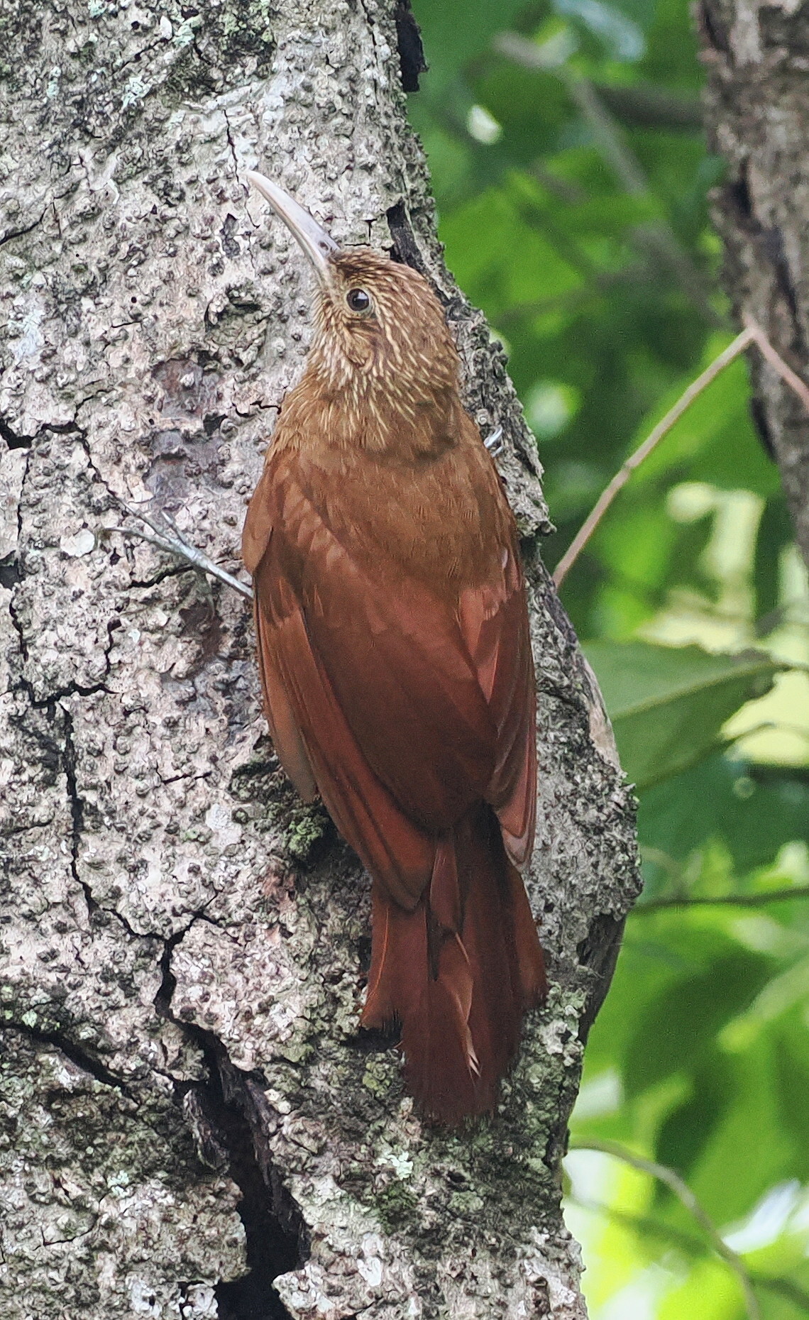 Black-banded Woodcreeper (Dendrocolaptes picumnus), photo 1